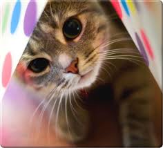 Apalagi hewan ini sangat penurut ketika disuruh dan diajak bermain. Kucing Imut Anak Kucing Gemas Foto Kucing Lucu Humor Hewan Lucu