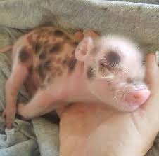 i want one piggy piglet cute baby pigs pet pigs baby pigs
