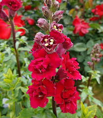 Image result for Antirrhinum