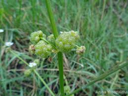 Image result for Limnophyton obtusifolium