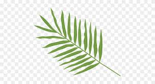 Palma Leaf Arecaceae Clip Art Palm Leaf Png Free Transparent Png Clipart Images Download Use these free tropical leaves transparent #41718 for your personal projects or designs. palma leaf arecaceae clip art palm