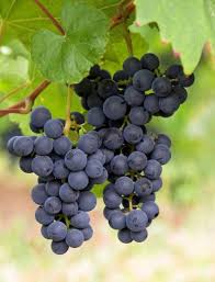 Weinstocke Im Sommer Schneiden Eine Pflegeanleitung Living At Home Garten Bepflanzen Pflanzen Wein Schneiden