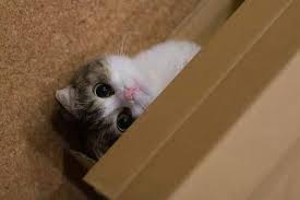 yasemin altay adli kullanicinin kedi kedi miyav dedi panosundaki pin kedi scottish fold kittens hayvanlar