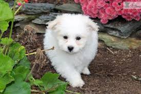 Karl Pomapoo Pomapoo Puppies Dog Breeds Pictures