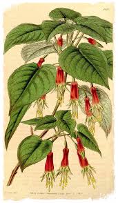 Image result for Fuchsia splendens