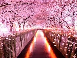 Find the best sakura wallpaper hd on getwallpapers. Free Download Sakura Flowers Live Wallpaper Android Apps On Google Play 1200x900 For Your Desktop Mobile Tablet Explore 74 Sakura Flower Wallpaper Sakura Blossom Wallpaper Bing Cherry Blossom Wallpaper