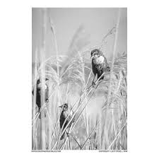 Before you use this tool, you need to have at least. Blackbird Fledglings Grayscale Coloring Page