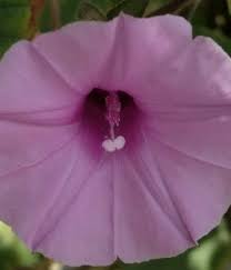 Image result for Ipomoea wightii