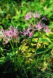 Image result for Nerine