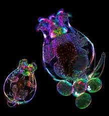 This section provides useful hints for culturing animal cells (i.e., cells derived from higher eukaryotes such as mammals, birds, and insects). Santanu Kumar Basu Research Fellow At Lehrstuhl Fur Biologische Experimentalphysik Saarland University Linkedin