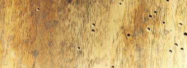 In dem schrank ist der holzwurm. Holzwurmer Spuren Anzeichen Und Verstecke Sicher Erkennen