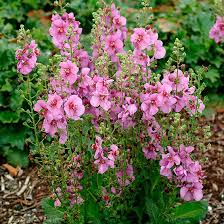 Image result for Verbascum