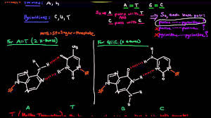 A dna molecule has the shape of a double helix, or that of a twisted ladder. Dna Structure Base Pair Hydrogen Bonding And Melting Temperature Youtube
