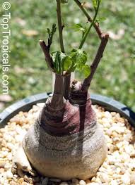 Image result for Adenia glauca