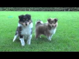 Browse thru shetland sheepdog puppies for sale near butler, pennsylvania, usa area listings on puppyfinder.com to find your perfect puppy. Sheltie Pups Sable En Tricolor In Het Bolkshof Youtube
