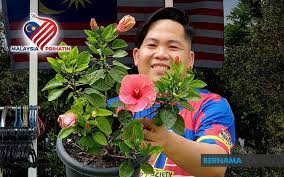 Deep cleaning artificial plants & flower. Bernama Bunga Raya Sekadar Bunga Kampung