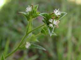 Image result for Elephantopus mollis