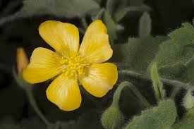 Image result for Abutilon indicum