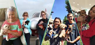 Maybe you would like to learn more about one of these? Pet Adoption In Concord California Bay Area Animal Rescue