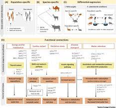 Mice living in a desert these drawings show how a population of mice on a beach changed over time. Life In Deserts The Genetic Basis Of Mammalian Desert Adaptation Trends In Ecology Evolution