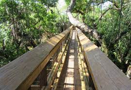 Tickets & tours‎ sarasota jungle gardens. Canopy Walkway At Myakka Florida State Parks