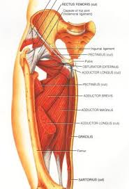 In addition, it may be caused by inflammation and other conditions including muscle strain, bursitis, and hernia. Catalyst Fitness Groin Pulls In Hockey