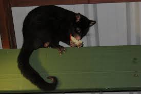 Fun Possum Facts For Kids Brisbane Kids Possum Facts Facts For Kids Possum