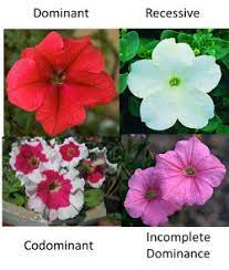 Common example of incomplete dominance is four o'clock plant. Incomplete Dominance And Codominance Science Quizizz