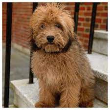 Whoodle Puppies For Sale Feathers And Fleece Farm Whoodle Dog Whoodle Puppy Schnoodle Puppy