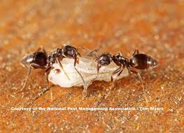 Extensive line of professional control products. Six Steps To Getting Rid Of Ants Simple Ant Control Tips Pestworld