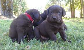 We offer beautiful yellow lab puppies, black labrador puppies from top quality champion bloodlines. Labrador Retriever Puppies For Sale In Roseburg Oregon Classified Americanlisted Com