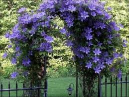 We did not find results for: Supports For Clematis Do It Yourself Photo And Instruction What Should Be The Support Sleeper For Clematis And How To Make It On Its Own