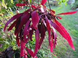 Image result for Rhipsalis