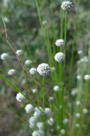 Image result for Eriocaulon truncatum