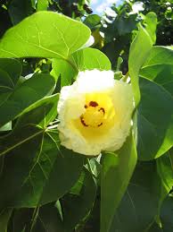 Image result for Thespesia populneoides