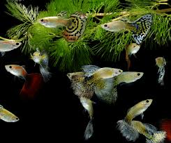 Ini dapat menjadi pilihan anda untuk yang terbaik. 7 Tumbuhan Air Untuk Ikan Guppy Info Ikan Guppy Ikan Hiasan Terkini