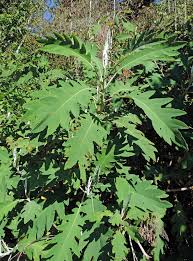 Image result for Bocconia