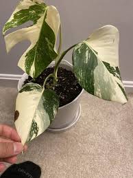 Pin On Green Thumb