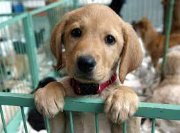 Use #nationalpuppyday and post photos of your puppy on social media. Photo Gallery National Puppy Day Fox31 Denver