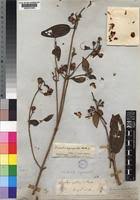Image result for Melastomastrum segregatum