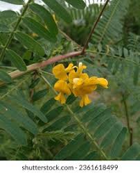 Image result for Sesbania bispinosa