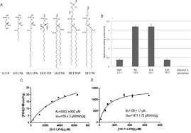 Plant cell wall mainly composed of lipids. Structural Insight Into Substrate Selection And Catalysis Of Lipid Phosphate Phosphatase Pgpb In The Cell Membrane Journal Of Biological Chemistry