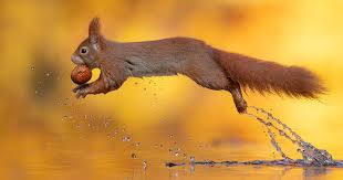 We did not find results for: Red Squirrel Bored Panda