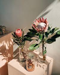 Flo Atelier Botanico Mesmo No Dia Mais Frio Do Ano Elas Nos Aquecem Por Dentro As Proteas Alem De Representarem A Transformacao E Coragem Para Nos Simbolizam O Sol Iluminam
