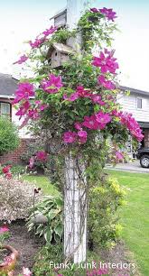 Stray vines may also be trimmed back any time during the growing season. Pin On Gardens
