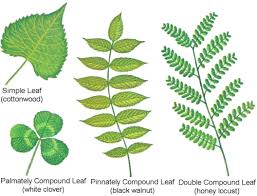 The Parts Of A Leaf Leaves Simple Leaf Plant Leaves
