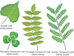 Pinnate leaves (compound) trees that have pinnate leaves mean that the leaflets on the compound leaf grow in each side along the length of the petiole like a feather arrangement. Pin On Parts Of A Leaf