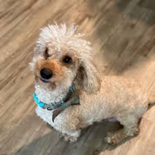 Poodle doodle keto / poodle doodle keto the best low carb keto candy recipes all day i dream about food the video was recorded on the tour in u s trending today : Goldies Mini Doodles Home Facebook