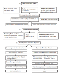 Cbse Class 12 Biology Human Reproduction Flow Chart