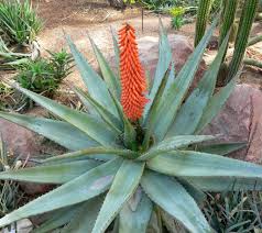 Pour faire du jus d'aloe vera il faut prélever uniquement le gel dans la feuille. Aloes Planter Et Cultiver Ooreka